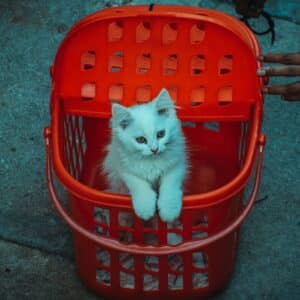 Photo Pet carrier