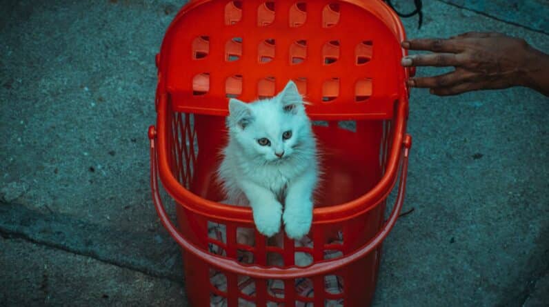 Photo Pet carrier