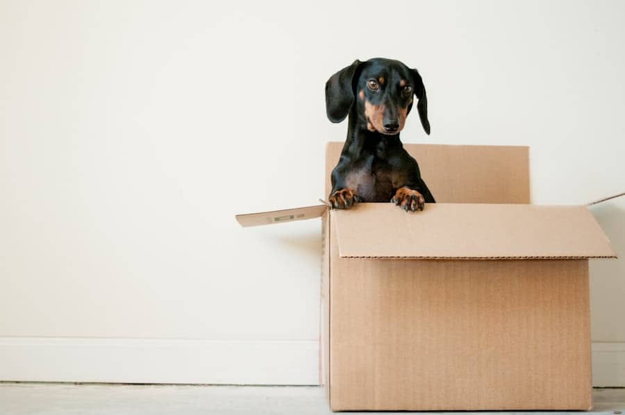 Best Movers Moving Service In Kerby Estates Chandler Arizona 2 Photo Movers