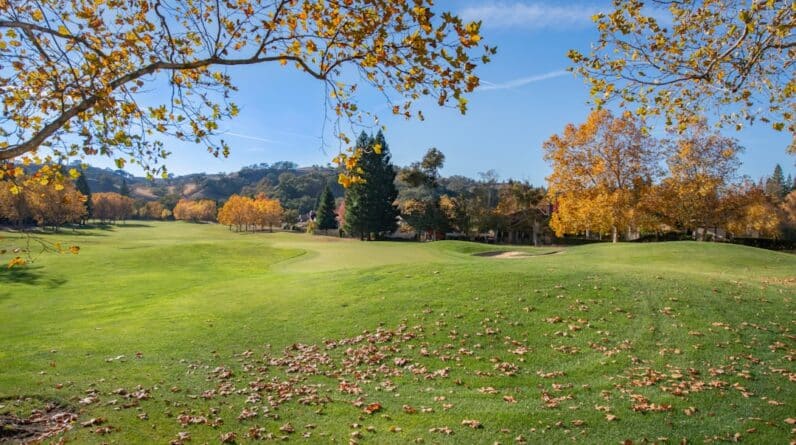 Photo Movers Frisco Tx